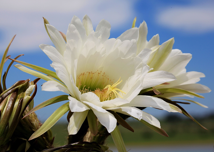 African Cactus 1395