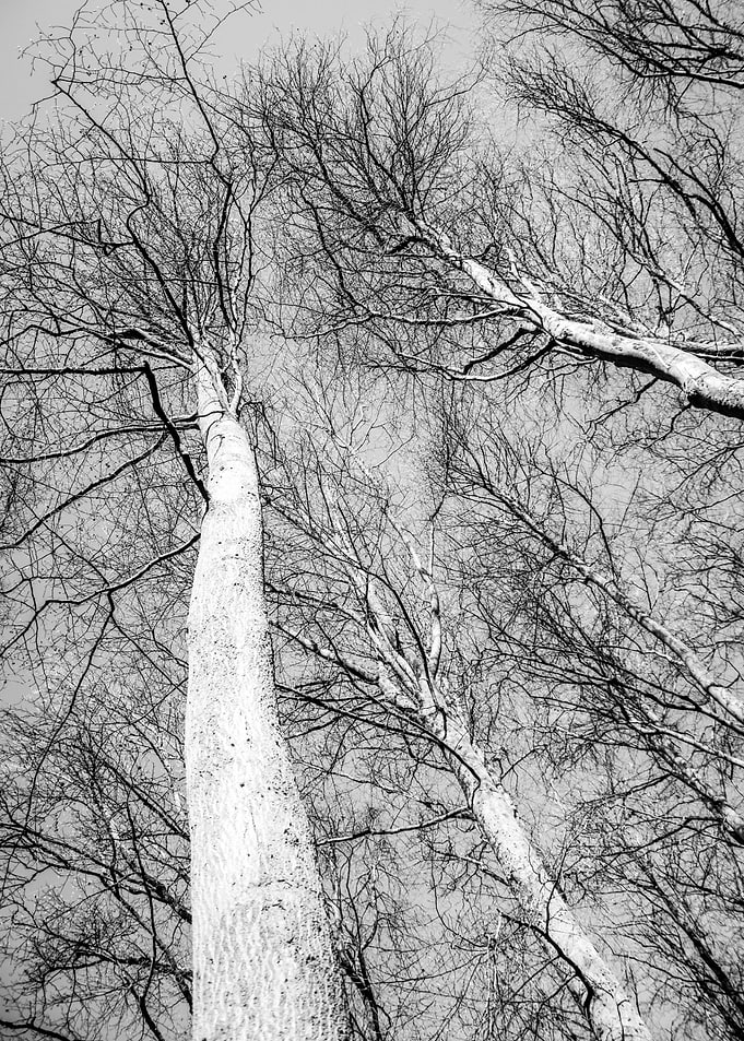 Sky Reaching Trees