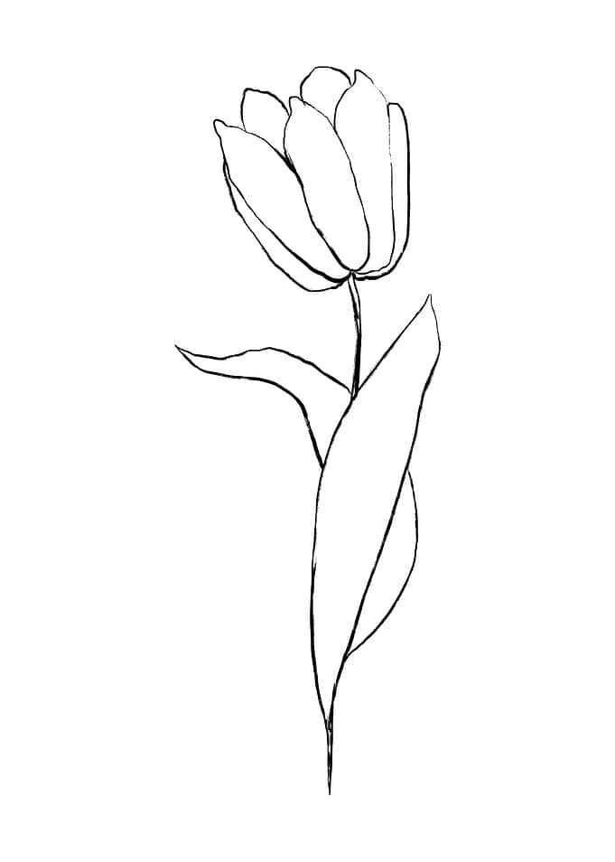 Lonely Tulip
