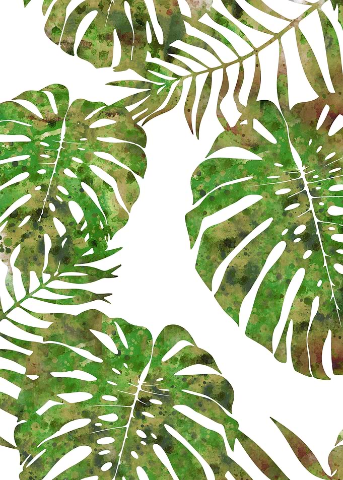 Monstera deliciosa