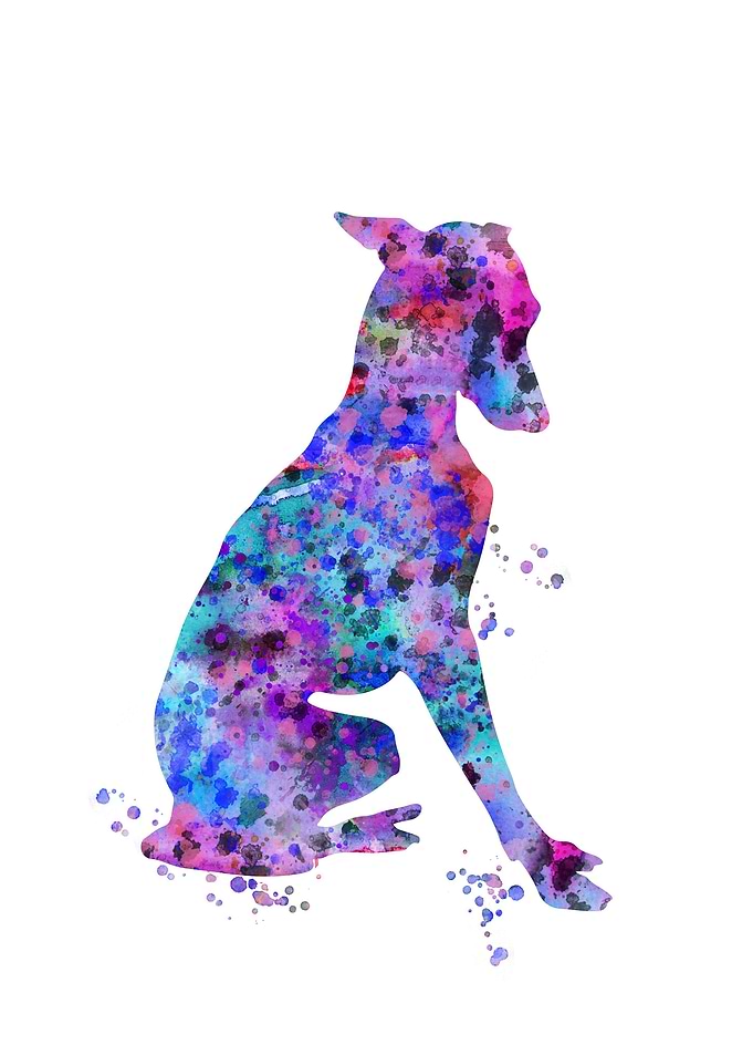 Greyhound
