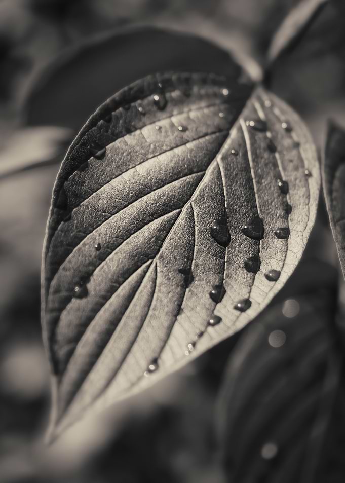 Drops on Leaves