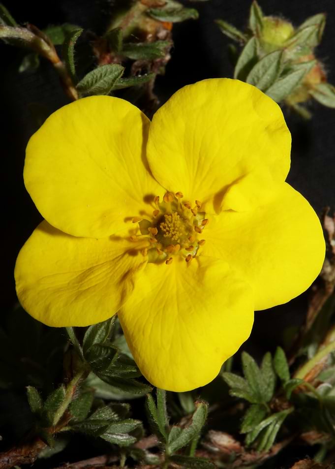 Yellow wild flower blossom