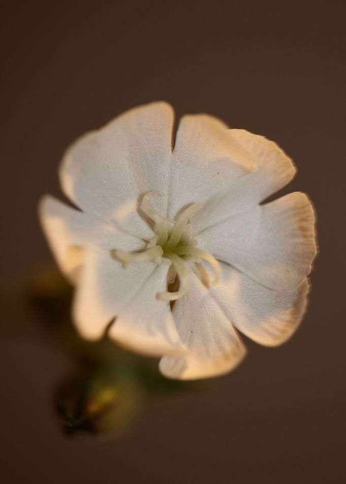 Silene flower blossoming