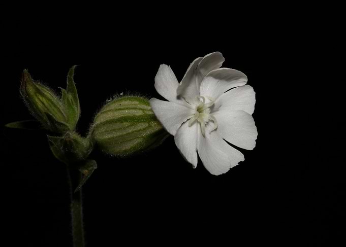 Silene flower blossoming