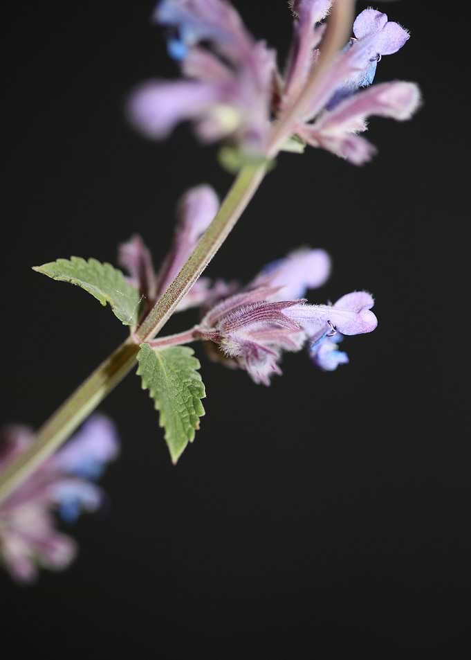 Nepeta grandiflora flower