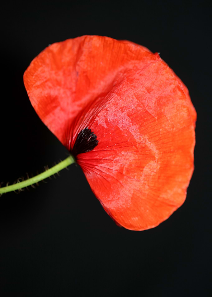 Papaver flower blossoming
