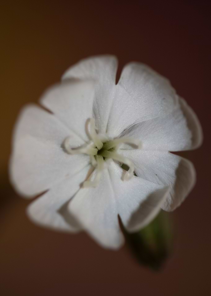Silene flowering close up