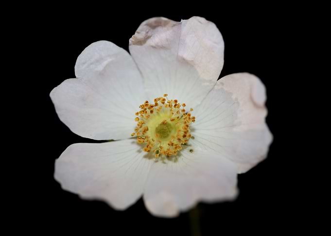 Wild white flower blossom