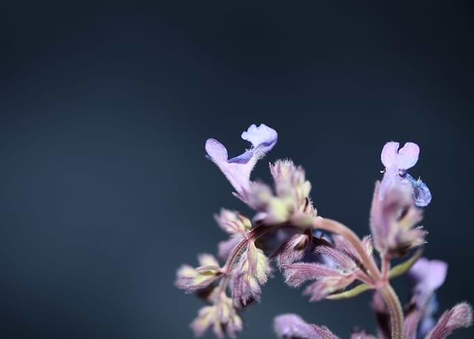 Nepeta flower blossoming