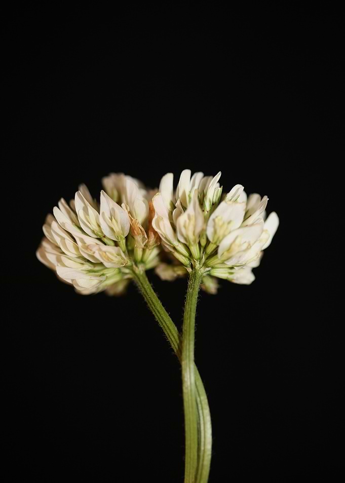 Trifolium nigrescens macro