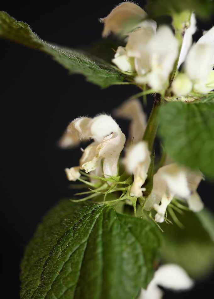 Lamium flower blossomming