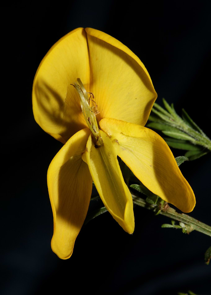 Yellow flower blossoming