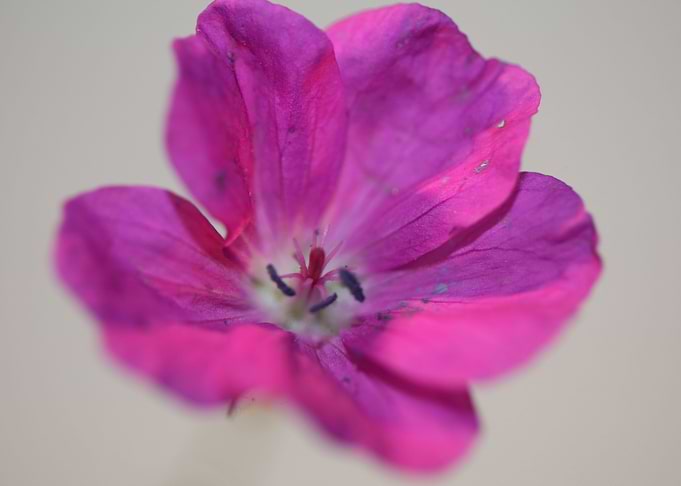 Geranium blossoms close up