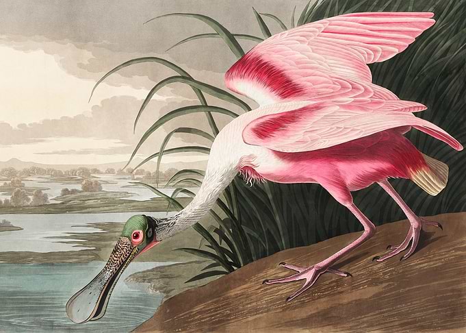 Roseate Spoonbill