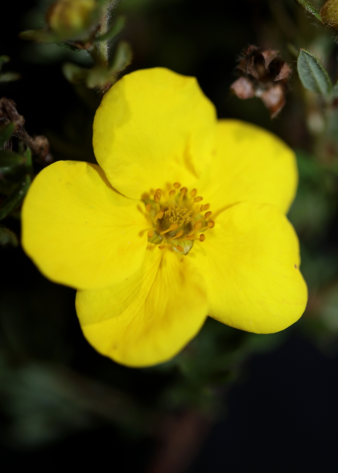 Dasiphora fruticosa flower
