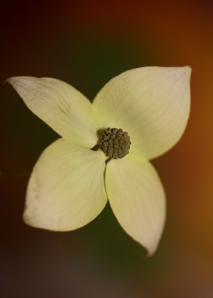 Cornus flower blossoming