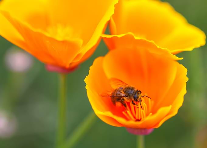 Bee and Poppies