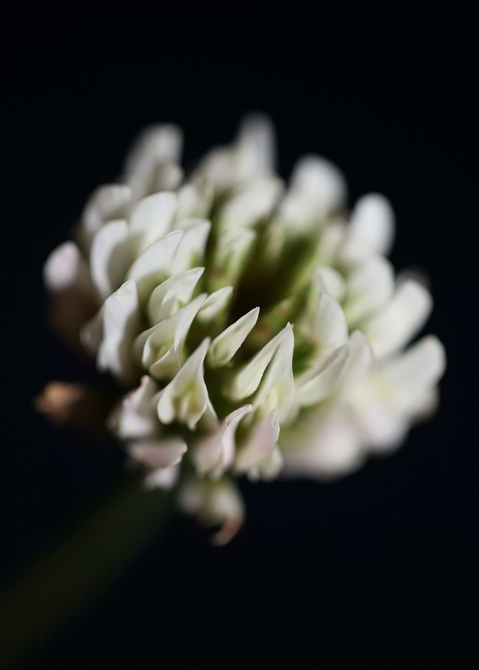 Trifolium nigrescens macro