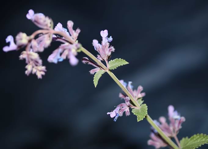 Nepeta flower blossoming
