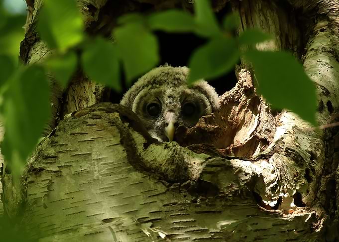 Baby owl treehouse