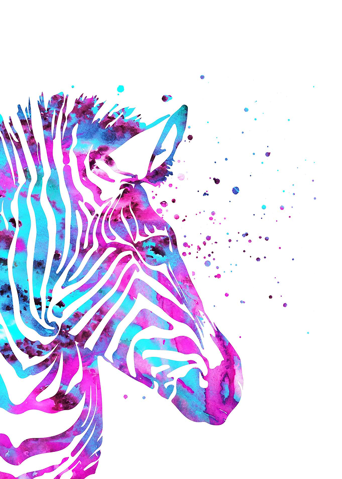 Zebra