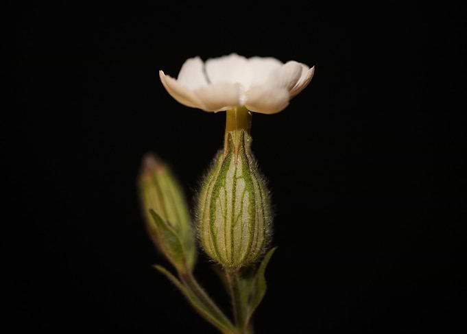 Silene flower blossoming