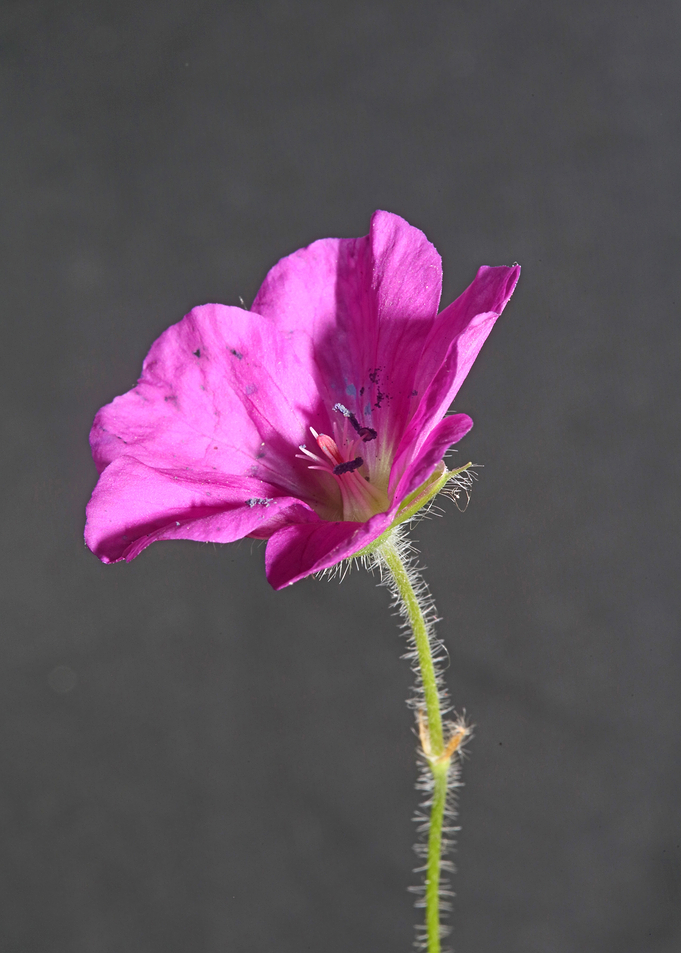 Geranium blossoms close up