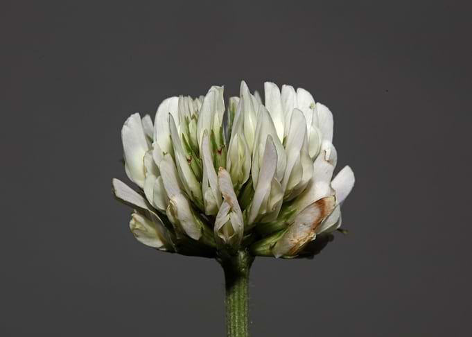 Trifolium flower blossom