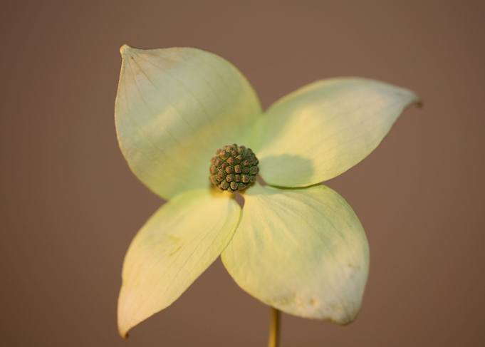 Cornus flower blossoming