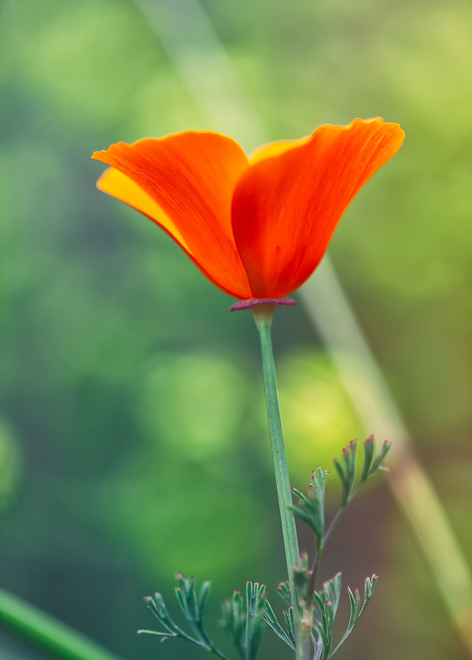 Poppy