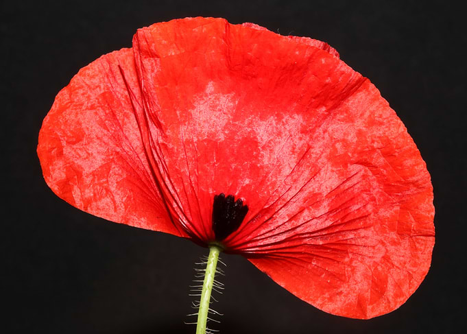 Papaver flower blossoming