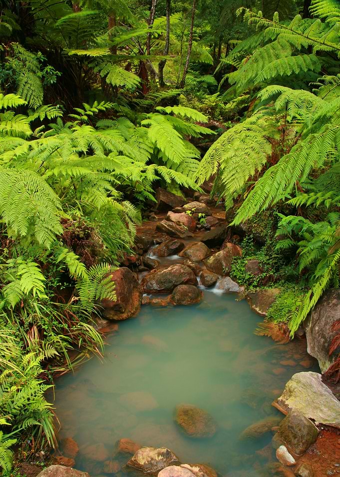 Ferns and small pond