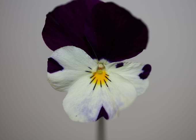 Viola flower blossoming