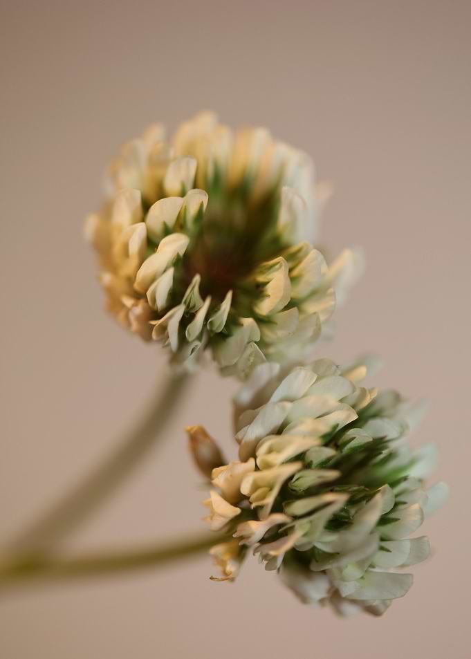 Trifolium flower close up