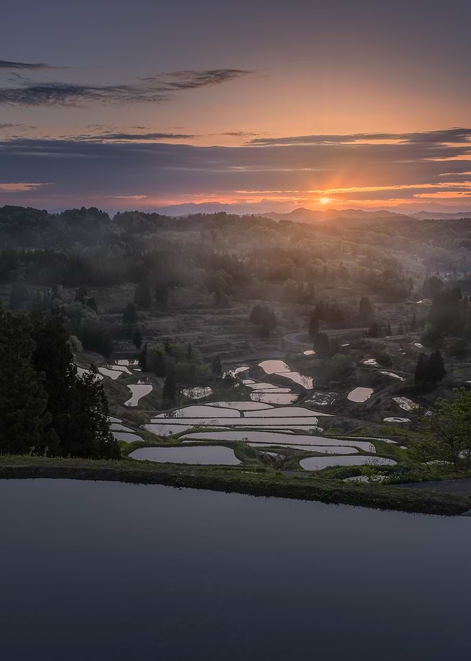 Rice field