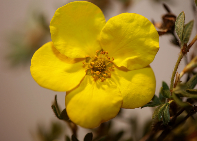 Dasiphora fruticosa flower