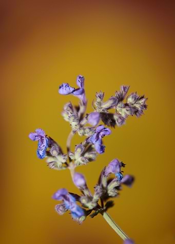 Nepeta flower blossoming