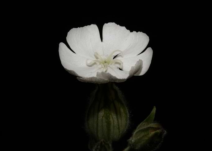 Silene latifolia flowering