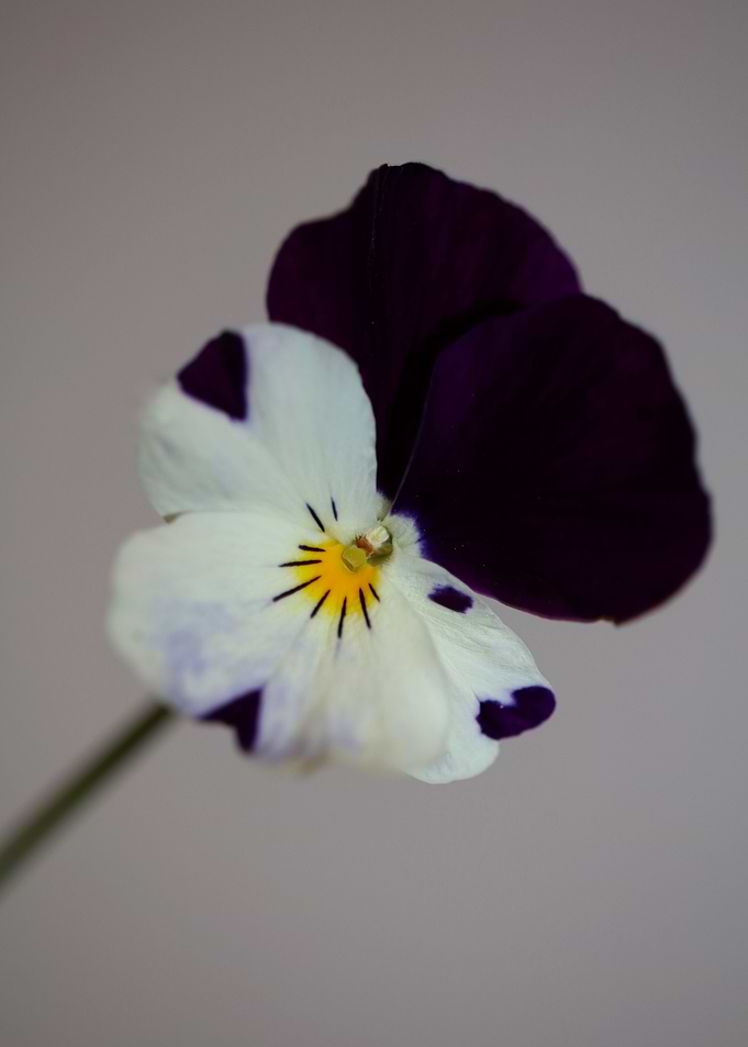 Viola flower blossoming