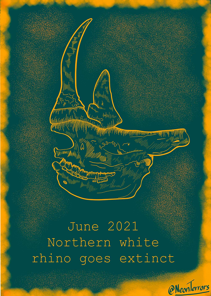 Northern white rhino