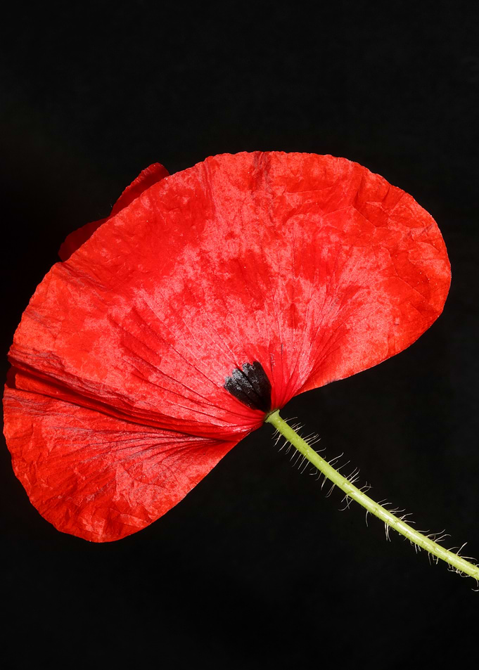 Papaver flower blossoming