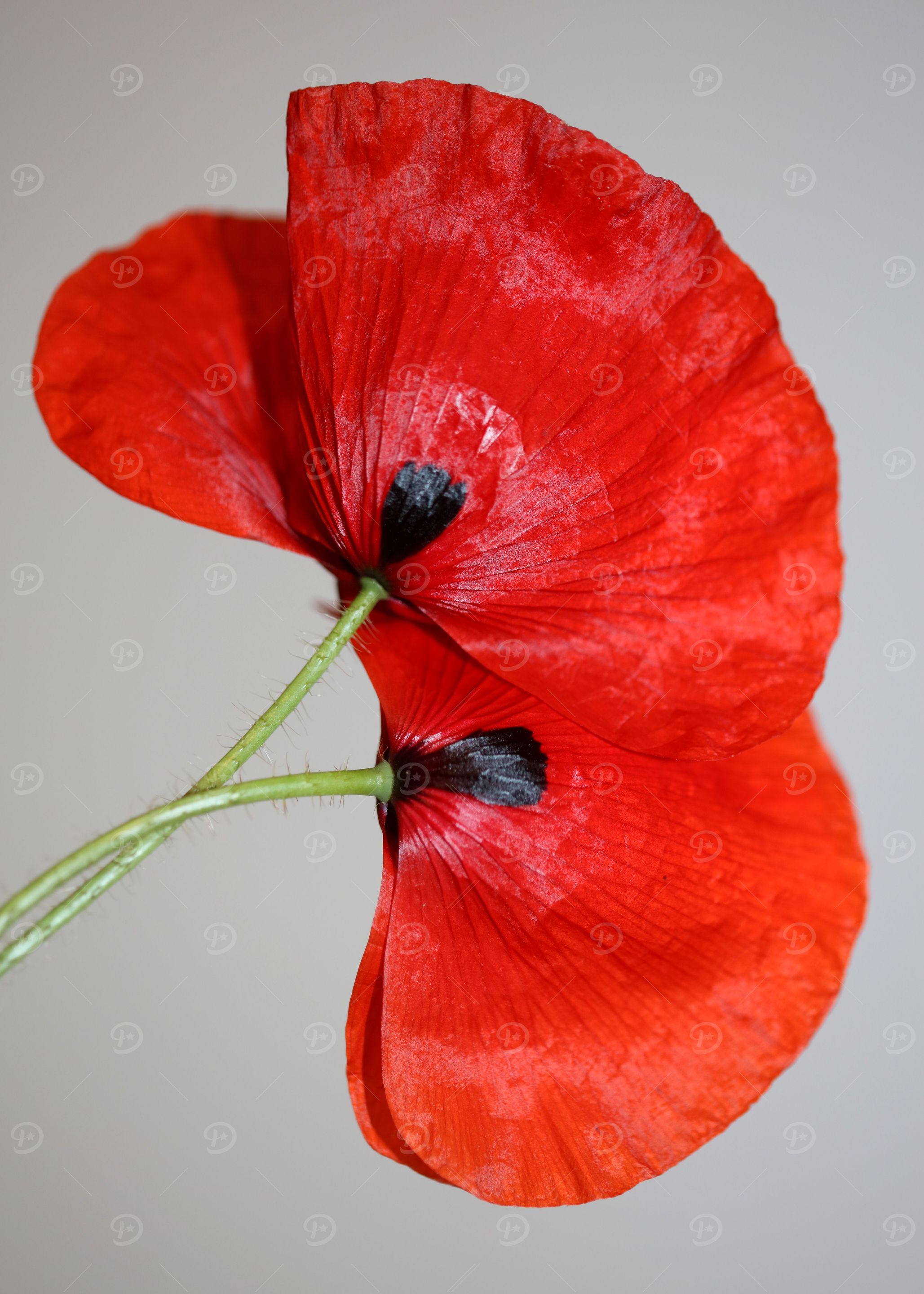Papaver flower blossoming