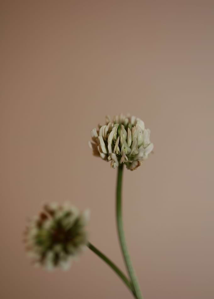 Trifolium flowering macro