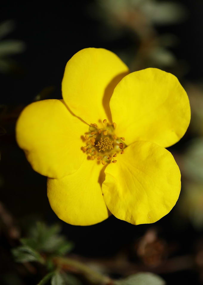 Yellow wild flower blossom