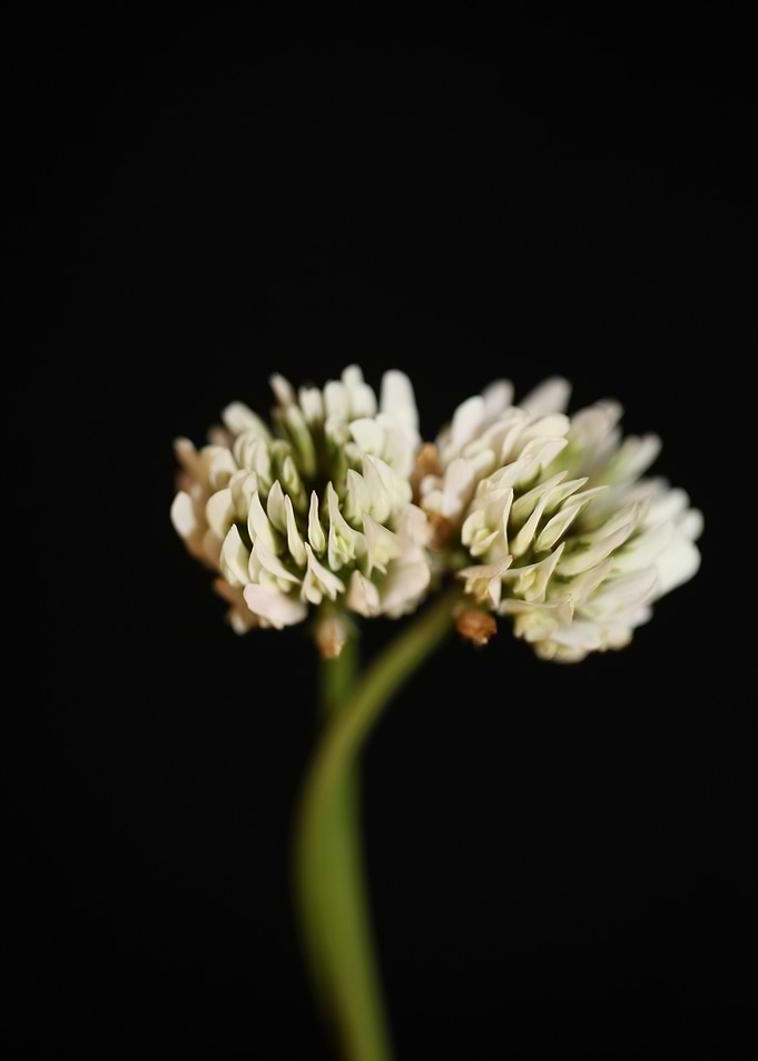 Trifolium flowering macro