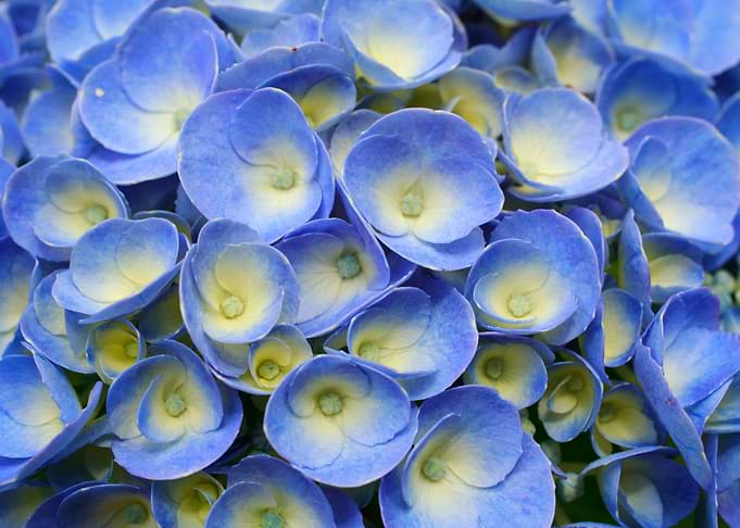 Hydrangea closeup