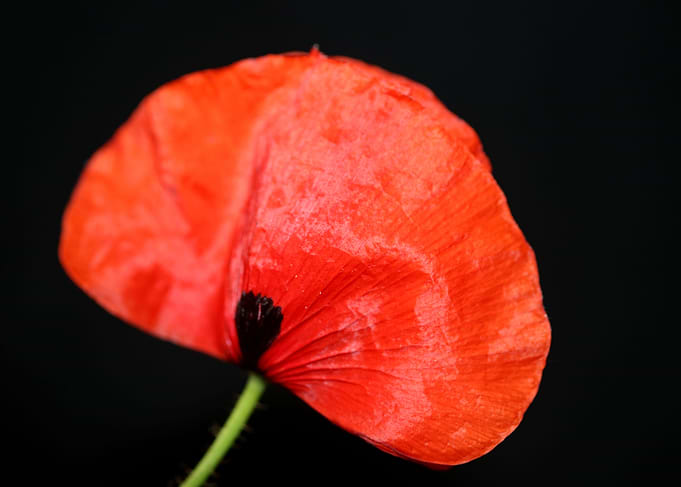 Red wild papaver flowering