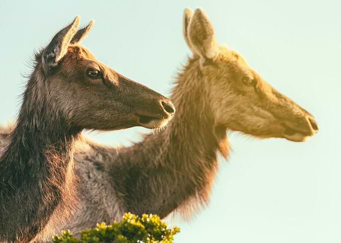 Two Elks