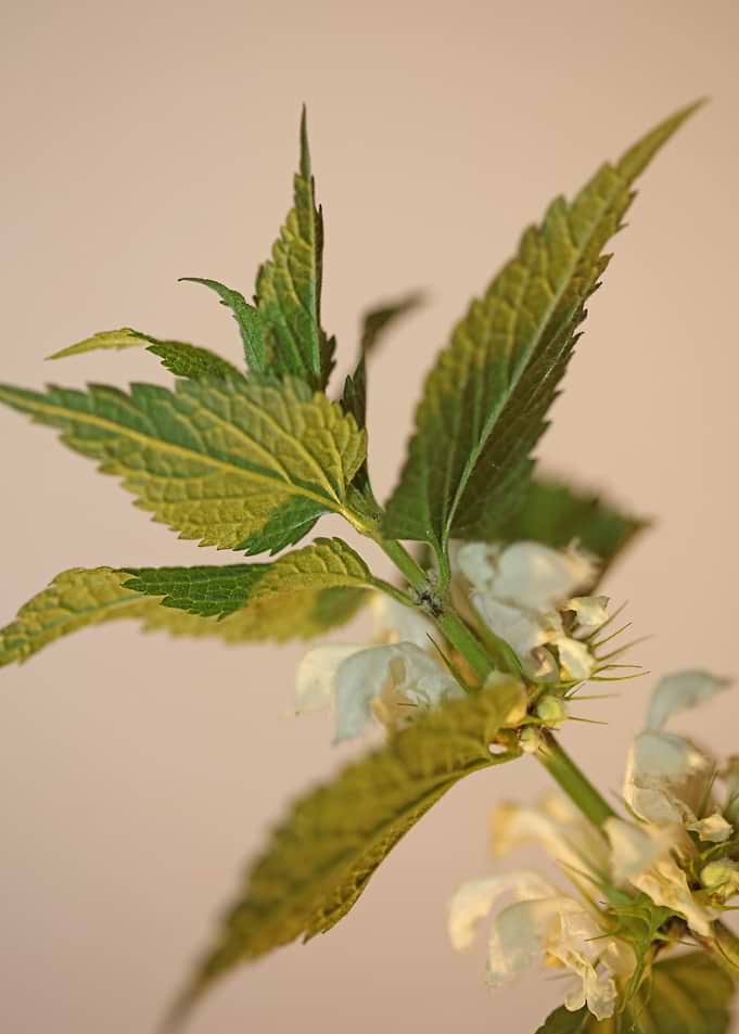 Lamium flowering close up